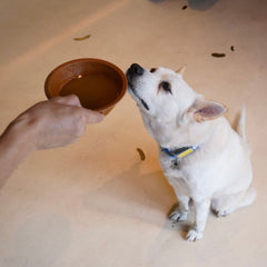 【PETICUTERI】-犬・猫用スープ- WAN!  MORE SOUP（ワン!モアスープ）